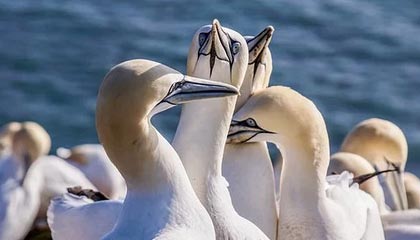 必一运动官方app-BOB半岛体育：海风中的运动生活新范式