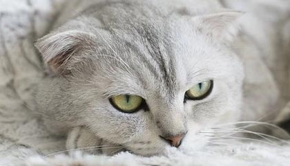 弗拉格：我可能以前没有出手这么多次 这也算是新体验